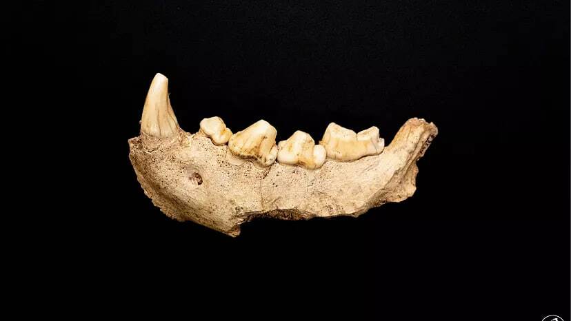دانشمندان جزئیات زندگی روزمره نئاندرتال ها را از پلاک های دندانی کشف کردند