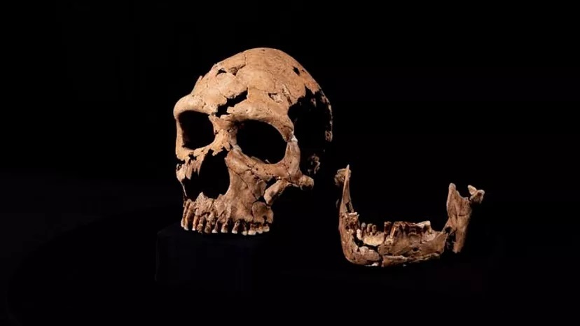 محققان چهره یک زن نئاندرتال زاگرسیایی را که 75000 سال پیش می زیسته بازسازی کردند.
