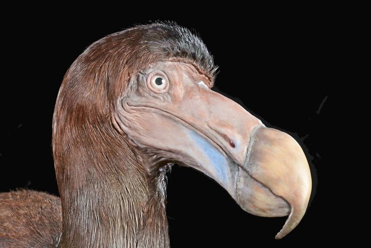 دانشمندان در آستانه بازگرداندن یک پرنده منقرض شده پس از پیشرفت های باورنکردنی