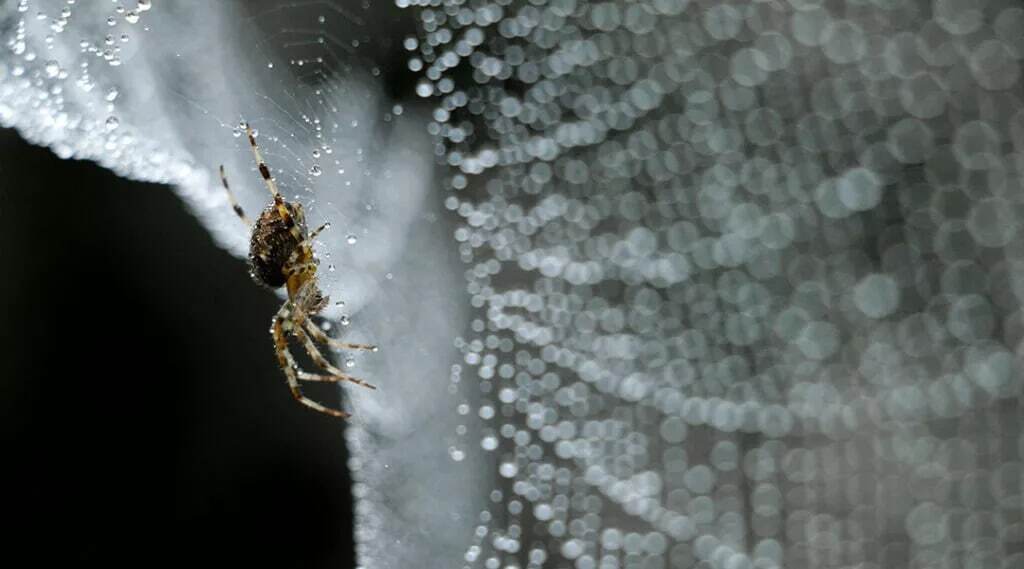 10 حقیقت شگفت انگیز در مورد عنکبوت ها که باید بدانید