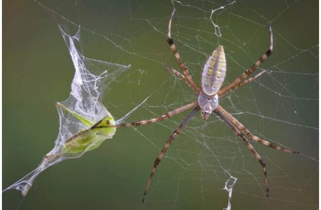 10 حقیقت شگفت انگیز در مورد عنکبوت ها که باید بدانید