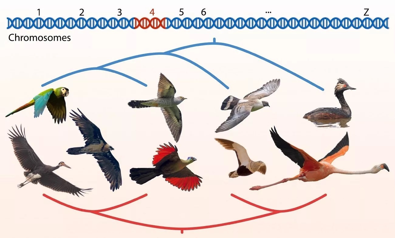 دستاورد محقق ایرانی: بزرگترین و دقیق ترین شجره نامه تاریخ پرندگان ایجاد شد.