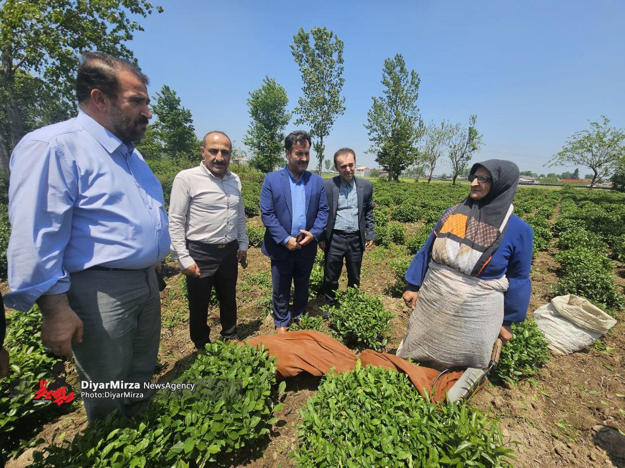 برداشت 5 هزار تن برگ سبز چای در لنگرود؛ فعالیت ۳۲ کارخانه چایسازی