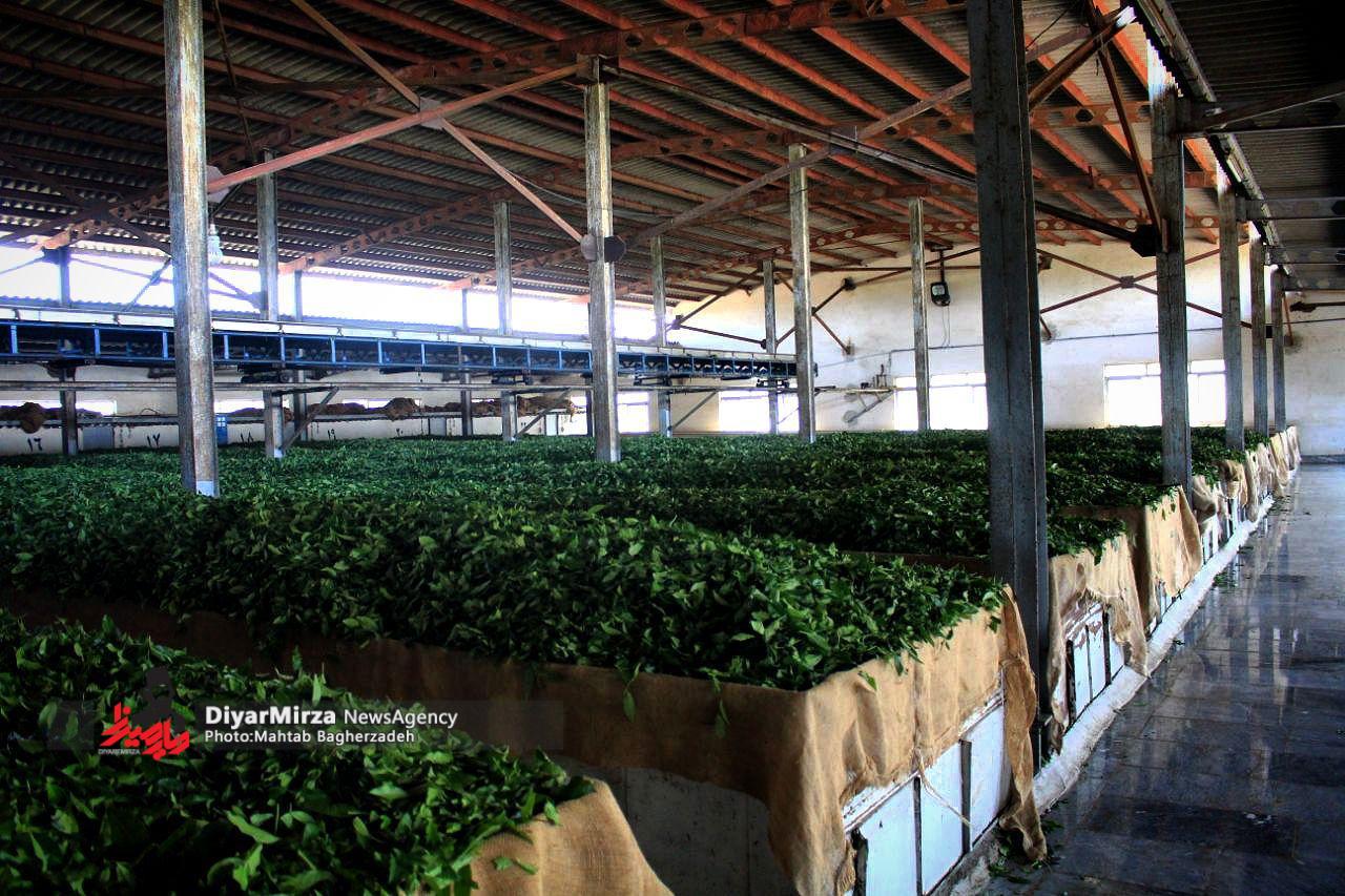 درخواست تجدید نظر قیمت خرید برگ سبز چای