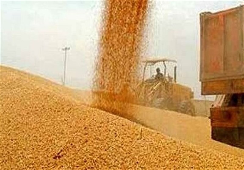پیش بینی تولید 14.5 میلیون تن گندم در ایران