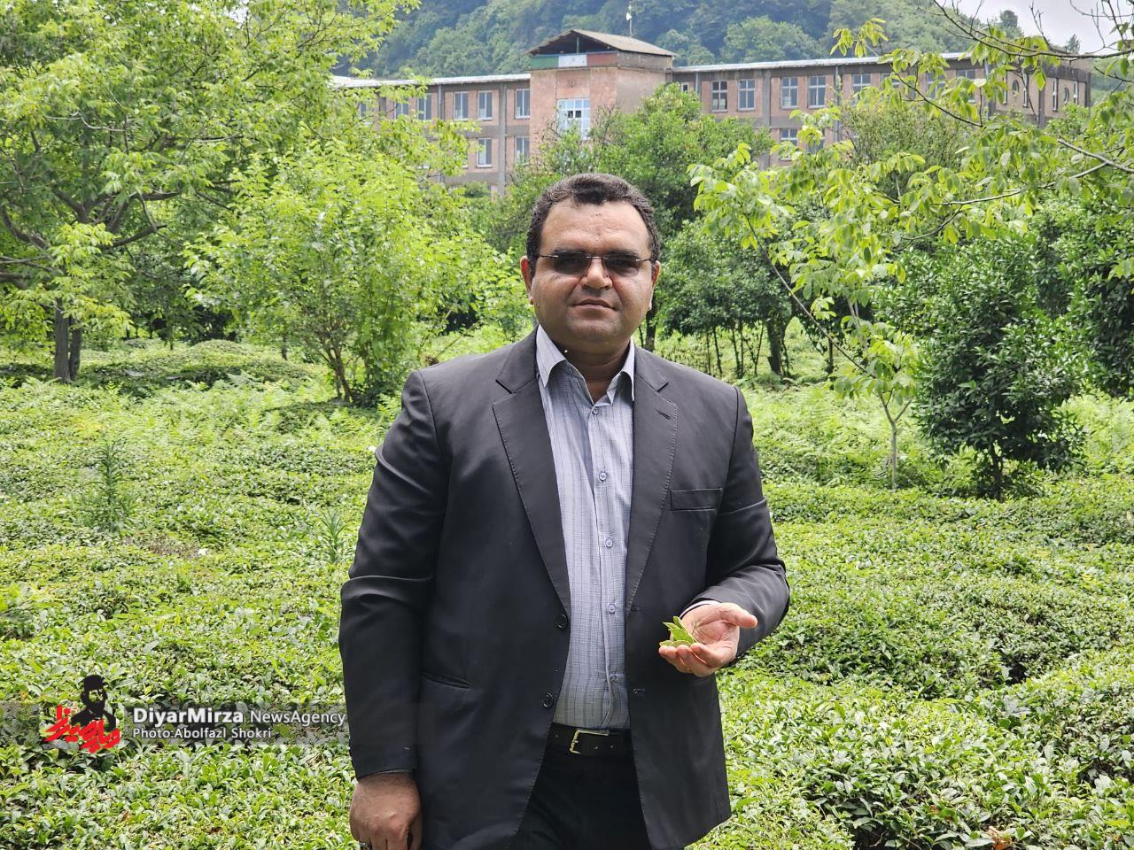 نایب رئیس صندوق حمایت‌ از توسعه صنعت چای