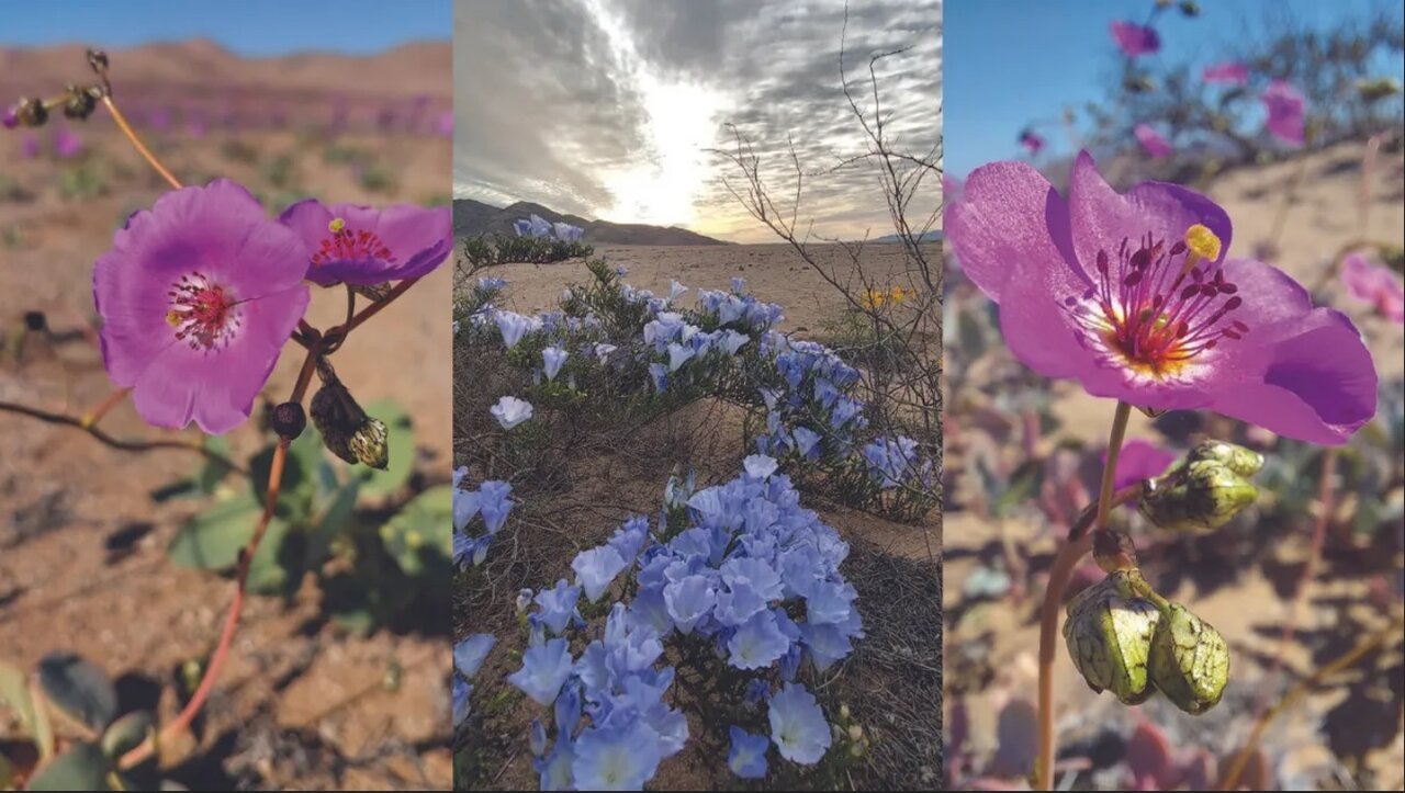 باران در خشک ترین صحرای جهان بارید!