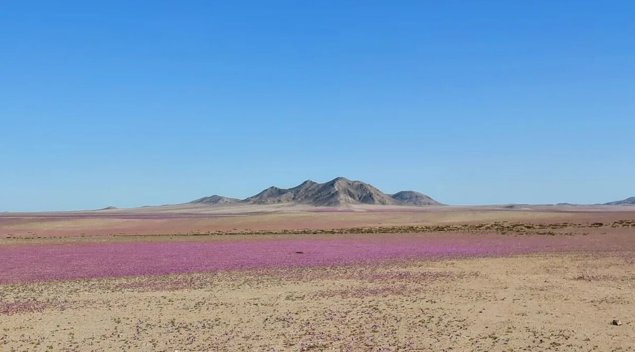 باران در خشک ترین صحرای جهان بارید!