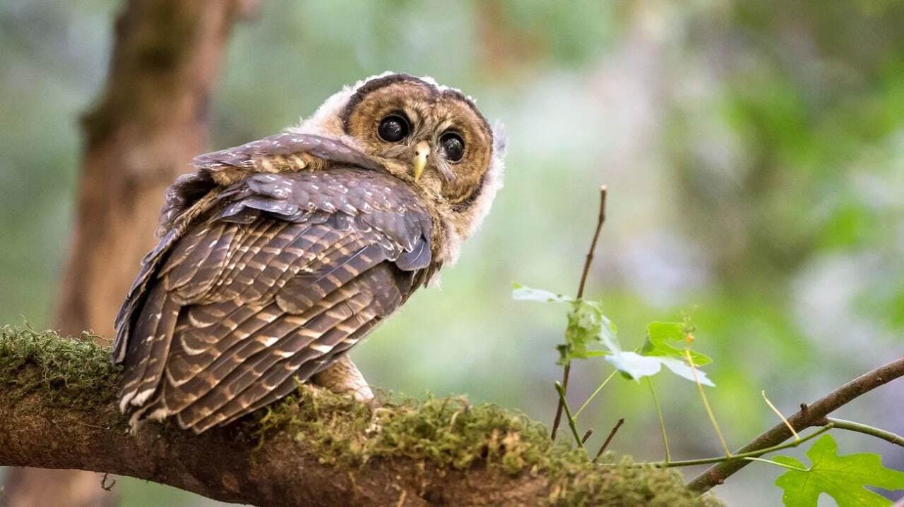 آمریکا می خواهد حدود نیم میلیون جغد مهاجم را برای نجات گونه های بومی بکشد