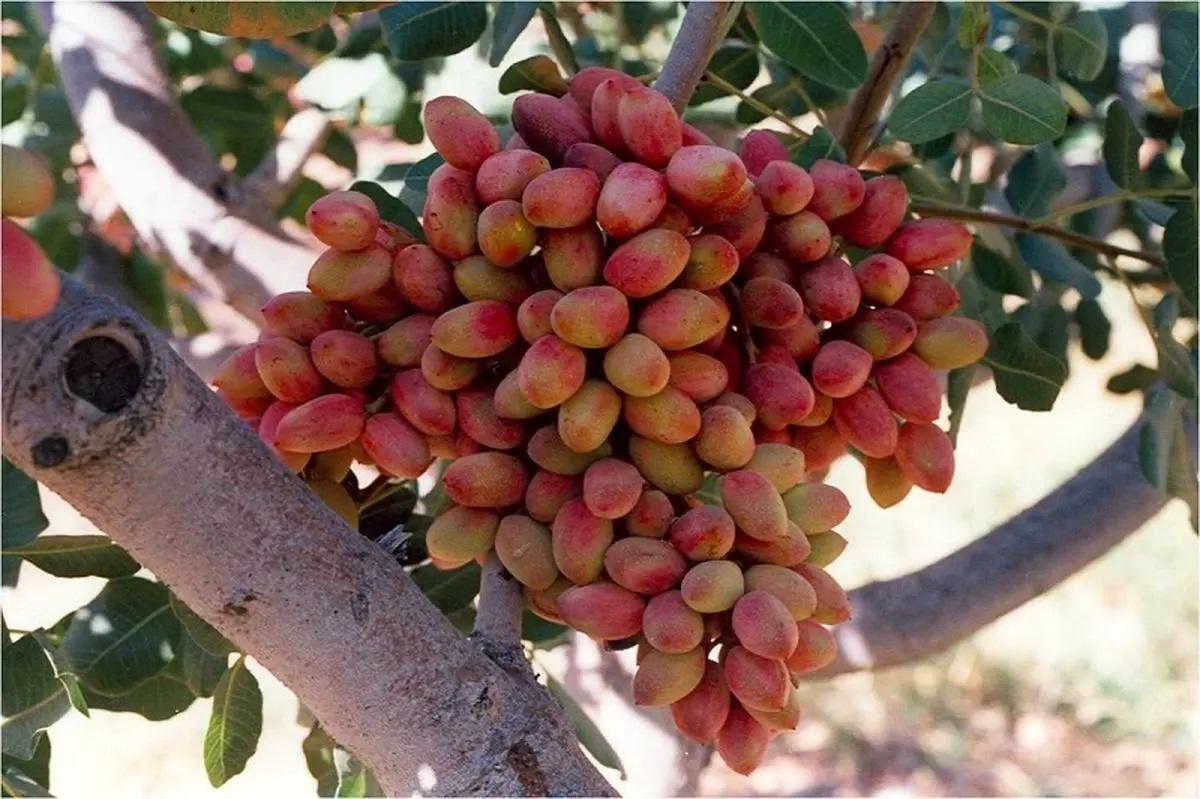 پوکی پسته کرمان به دلیل قطعی برق!