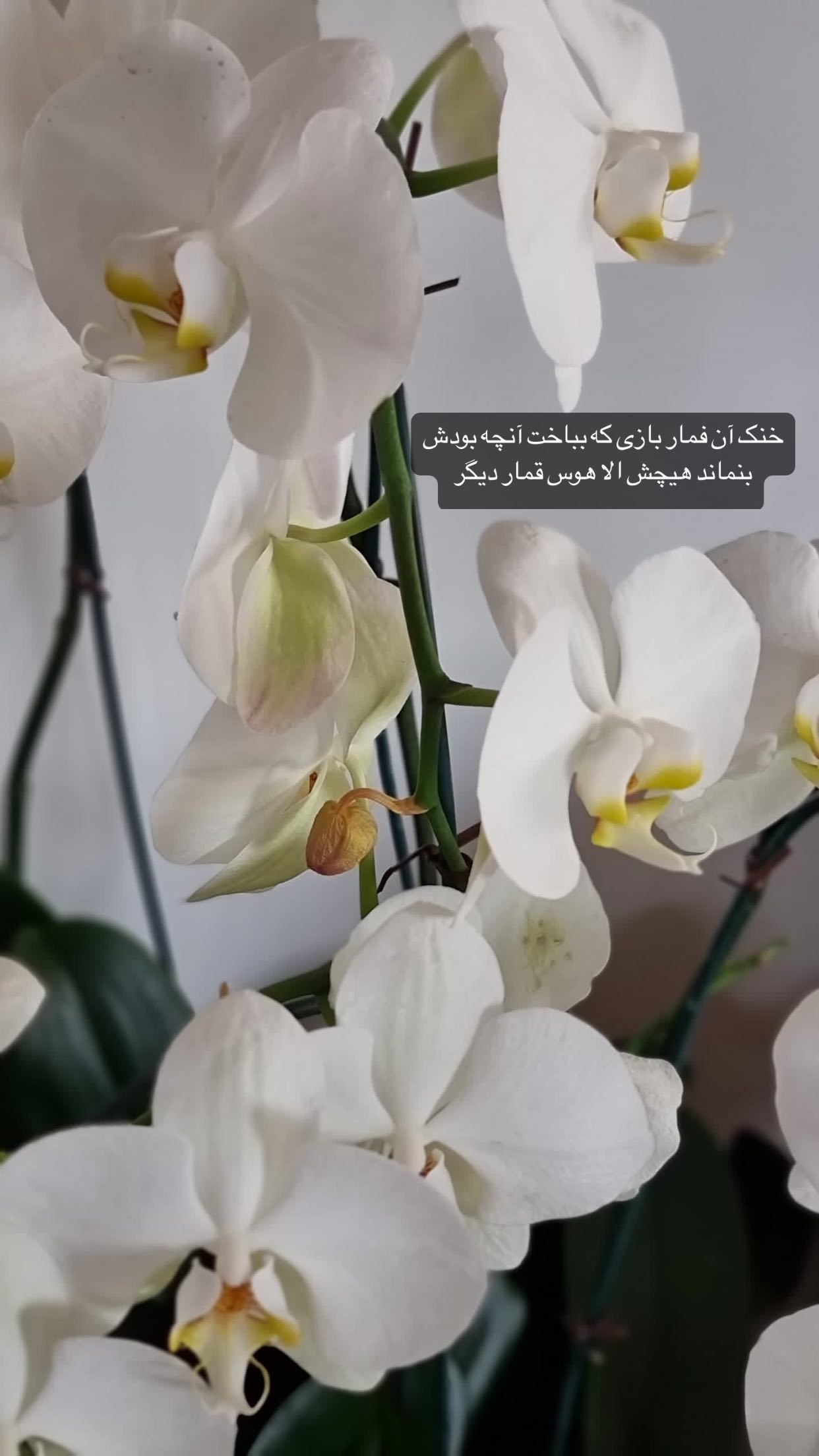 ماجرای پرمعنای سحر دولتشاهی در فضای مجازی پخش شد