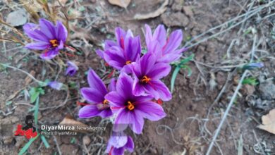 تصاویر برداشت زعفران در روستای چمچال بخش پیرکوه دیلمان