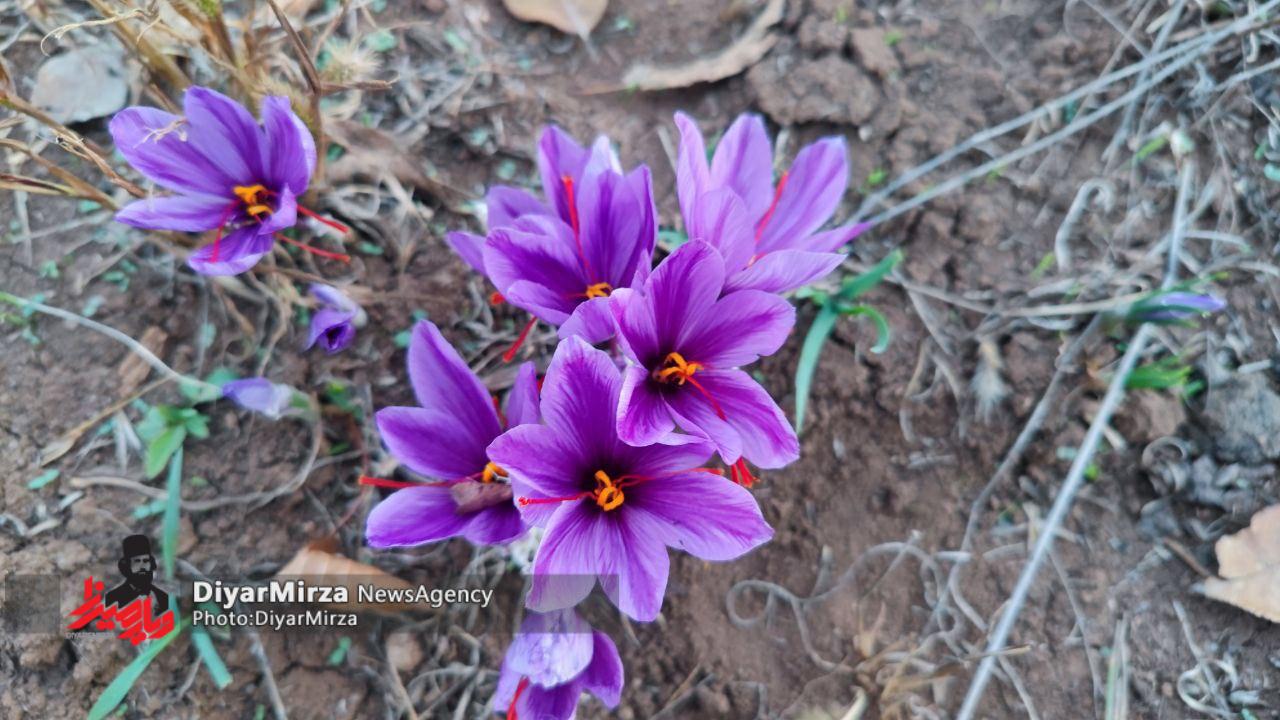 تصاویر برداشت زعفران در روستای چمچال بخش پیرکوه دیلمان