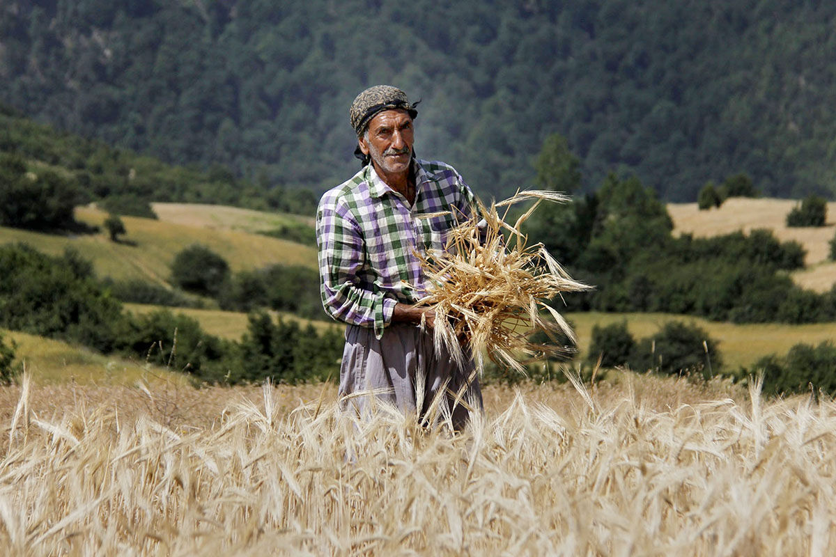 اعتراض کشاورزان و سکوت دولت/ قیمت پایین خرید گندم تهدیدی برای امنیت غذایی