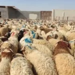 قیمت دام زنده امروز ۱۰ اردیبهشت ۱۴۰۴ + جدول – تجارت نیوز