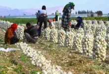 کاهش قیمت پیاز سر زمین به کیلویی 4 هزار تومان – تجارت نیوز