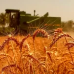 اعتبار موجود، اصلاح قیمت خرید تضمینی گندم را پاسخ می‌دهد – تجارت نیوز