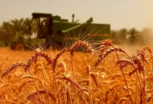 اعتبار موجود، اصلاح قیمت خرید تضمینی گندم را پاسخ می‌دهد – تجارت نیوز