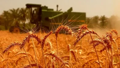 اعتبار موجود، اصلاح قیمت خرید تضمینی گندم را پاسخ می‌دهد – تجارت نیوز