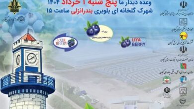 بندر انزلی میزبان جشنواره برداشت بلوبری؛ معرفی محصولی نوین با ظرفیت‌های اقتصادی فراوان