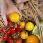 تورم مواد غذایی انگلیس رکورد 15 ماه گذشته را زد