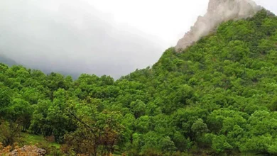 جنگل های زاگرس در خطر؛ آیا زمان نجات فرا رسیده است؟