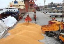 خبر مهم درباره اصلاح قیمت گندم/ قیمت جدید اعلام شد