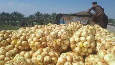محصولات کشاورزی
