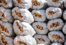 هر کیلو سیب‌زمینی صادراتی ۸۹۰ تومان