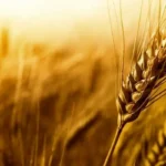 قیمت مناسب برای خرید تضمینی گندم
