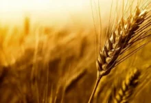 قیمت مناسب برای خرید تضمینی گندم