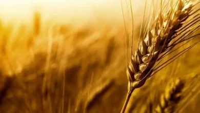 قیمت مناسب برای خرید تضمینی گندم