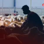 قیمت دام زنده امروز 10 خرداد