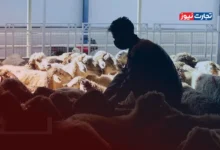 قیمت دام زنده امروز 10 خرداد