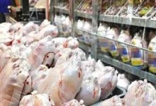 نرخ رسمی مرغ در هفته جاری اعلام خواهد شد – تجارت نیوز