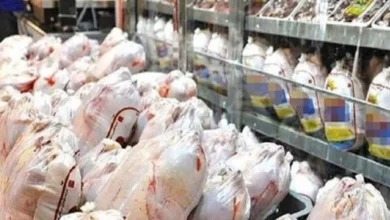 نرخ رسمی مرغ در هفته جاری اعلام خواهد شد – تجارت نیوز