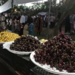 قیمت میوه