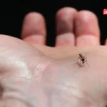 خطرات بیماری تب کریمه کنگو در آستانه عید قربان / کنه‌هایی که در فصل گرما فعال می‌شوند