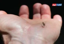 خطرات بیماری تب کریمه کنگو در آستانه عید قربان / کنه‌هایی که در فصل گرما فعال می‌شوند
