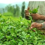 خوش‌بینی صادرکنندگان چای هند به بازار بزرگ ایران