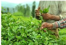 خوش‌بینی صادرکنندگان چای هند به بازار بزرگ ایران