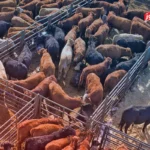 قیمت دام زنده امروز 11 خرداد