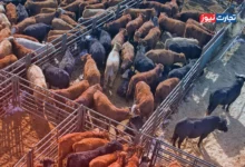 قیمت دام زنده امروز 11 خرداد