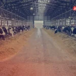 قیمت دام زنده امروز 17 خرداد ۱۴۰۴ + جدول