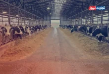 قیمت دام زنده امروز 17 خرداد ۱۴۰۴ + جدول
