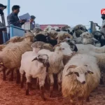 قیمت دام امروز 18 خرداد