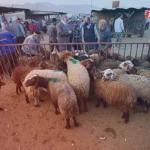 قیمت دام زنده امروز 21 خرداد 1403