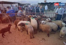 قیمت دام زنده امروز 21 خرداد 1403