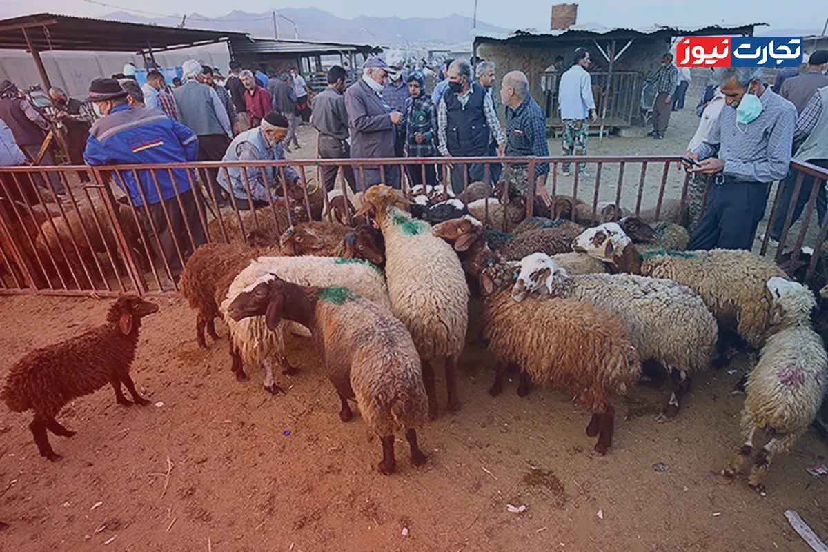 قیمت دام زنده امروز 21 خرداد 1403