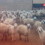 قیمت دام زنده امروز ۱۳ خرداد ۱۴۰۴ + جدول